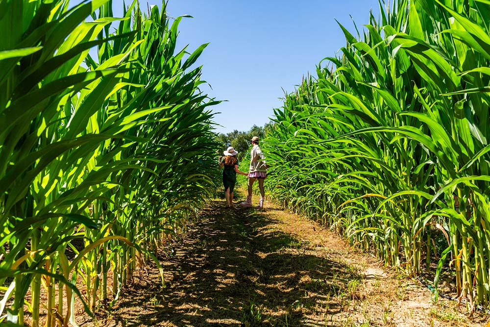 corn-maze